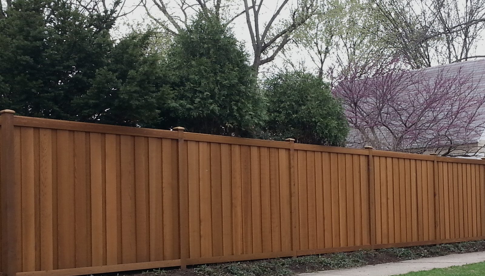 Cedar privacy fence